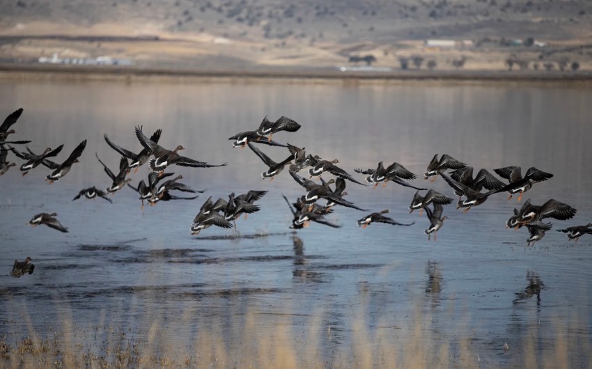 A California Child Tested Positive for Bird Flu. Here’s Why This Case Is Different